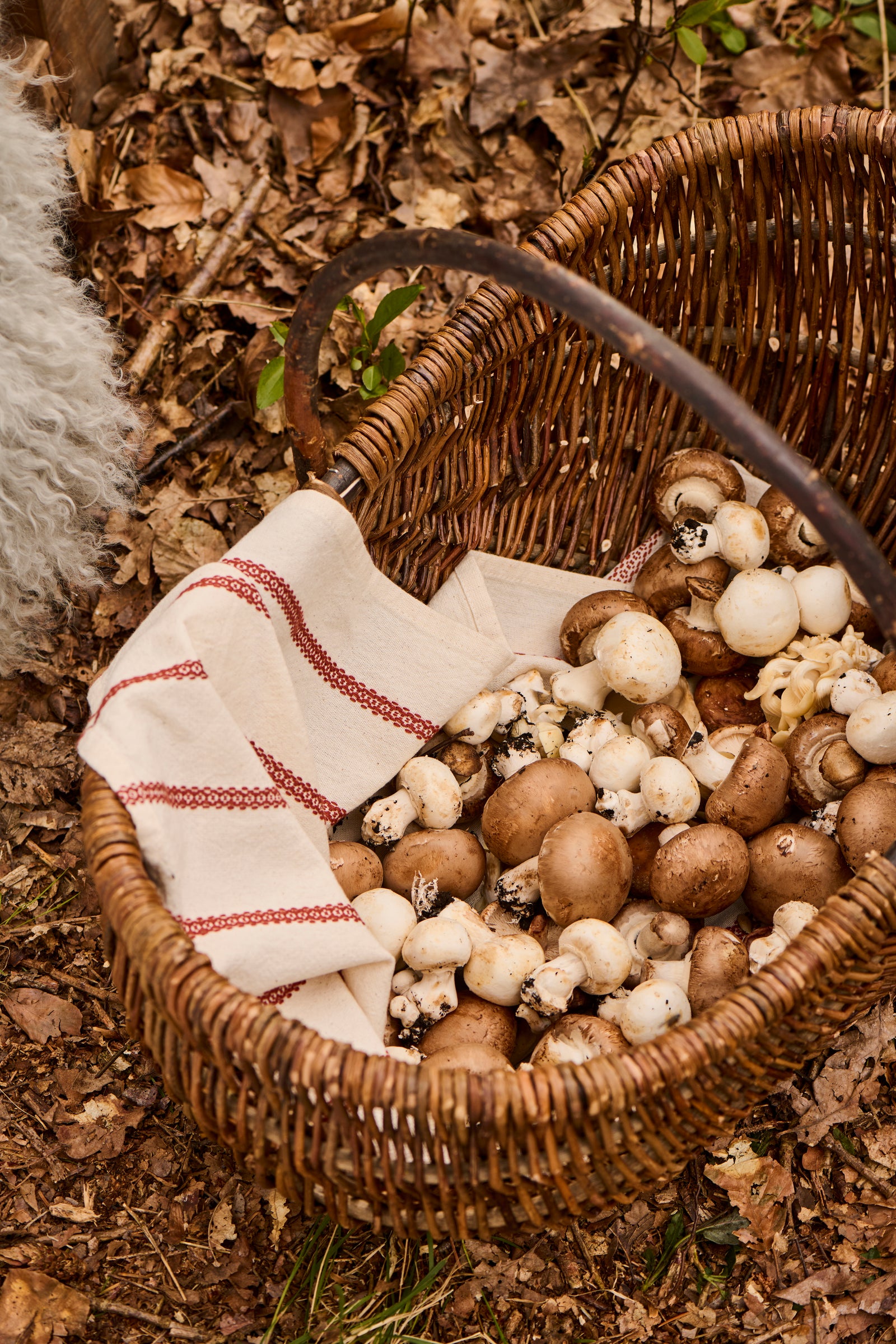 Panier en osier