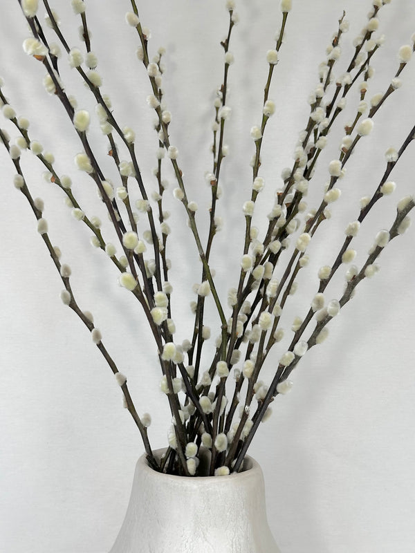 Pussy Willows