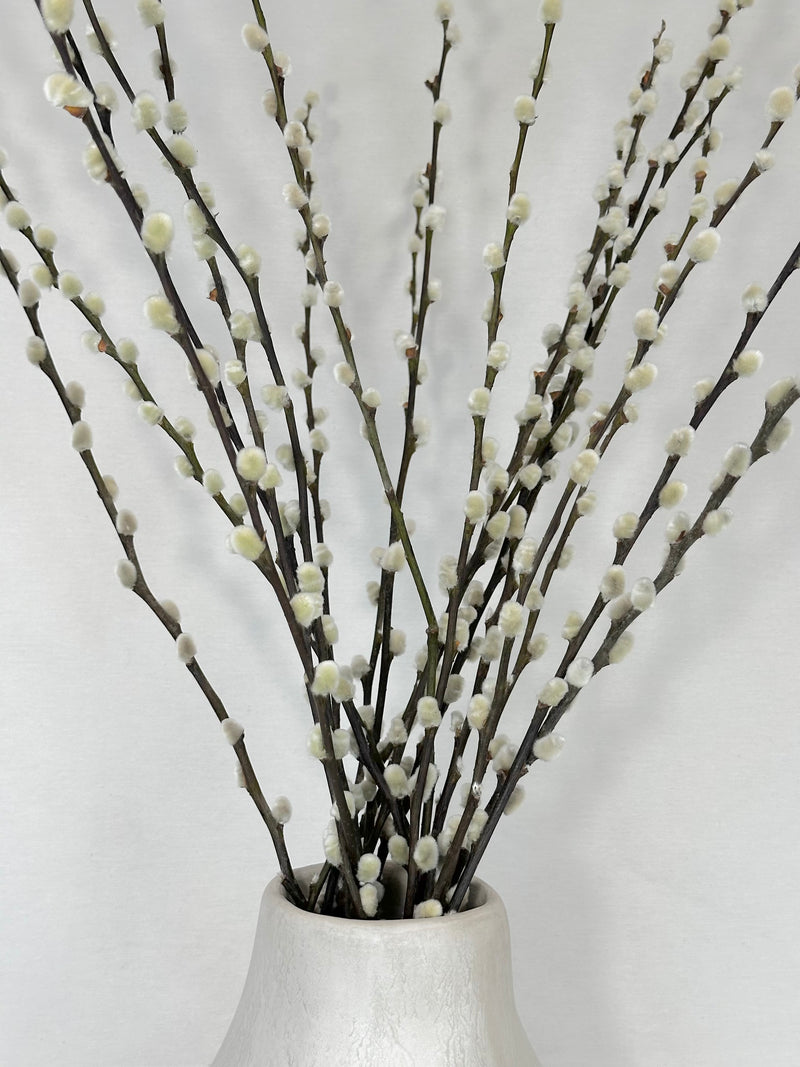 Pussy Willows