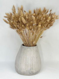 Lagurus